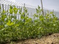 Pea plants growing in garden, allotment. Royalty Free Stock Photo