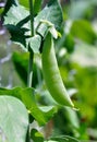 Pea pod Royalty Free Stock Photo