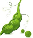 Pea Pod Royalty Free Stock Photo