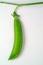 Pea pod Royalty Free Stock Photo