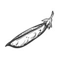 Pea pod. Doodle style. Sketch of a legume plant. Closed pod with peas inside. Hand-drawn, isolated on a white background. Black Royalty Free Stock Photo