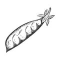 Pea pod. Doodle style. Sketch of a legume plant. Closed pod with peas inside. Hand-drawn, isolated on a white background. Black Royalty Free Stock Photo