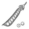 Pea pod. Doodle style. Sketch of a legume plant. An open pod with peas inside. Hand-drawn, isolated on a white background. Black Royalty Free Stock Photo