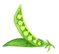 Pea pod. Hand drawn watercolor painting on white background, illustration. Royalty Free Stock Photo