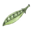 Pea pod. Hand drawn watercolor painting on white background, illustration Royalty Free Stock Photo