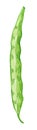 Pea pod. Hand drawn watercolor painting on white background, illustration. Royalty Free Stock Photo