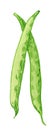Pea pod. Hand drawn watercolor painting on white background, illustration. Royalty Free Stock Photo