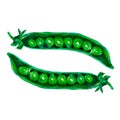 Pea pod. Hand drawn watercolor painting on white background Royalty Free Stock Photo