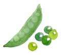 Pea pod. Hand drawn watercolor painting on white background, vector illustration. Royalty Free Stock Photo