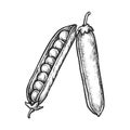 Pea pod with seeds. Vector sketch of bean plant Royalty Free Stock Photo