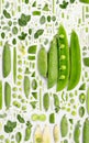 Pea and Pod Slice and Leaf Collection Royalty Free Stock Photo