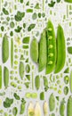 Pea and Pod Slice and Leaf Collection Royalty Free Stock Photo