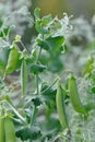 Pea pods close up.