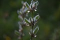 Pea pods for flowers that have already bloomed