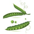 Pea pods of green peas isolated vector illustration. Royalty Free Stock Photo