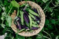 Pea pods. Green and purple sweet pea pods in basket in the garden