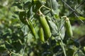 Pea pods hanging on the plant in the garden, legume Royalty Free Stock Photo