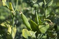 Pea pods hanging on the plant in the garden, legume Royalty Free Stock Photo