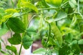 Pea pods hanging on the plant in the garden, legume Royalty Free Stock Photo