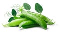 Pea pods Pisum Sativum, paths Royalty Free Stock Photo