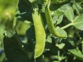 Pea pods. Pea pods in the sun outside in the garden, close-up of a vegetable plant with green pods, the concept of organic Royalty Free Stock Photo