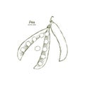 Pea pods vector illustration. Royalty Free Stock Photo