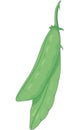 Pea Pods Vector Illustration Royalty Free Stock Photo