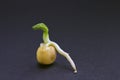 Pea seed germination. A green pea sprout ready for seedling. Spring background. Royalty Free Stock Photo