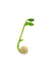Pea seed with a green leaf shoot Royalty Free Stock Photo