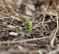 Pea seedling new growth