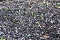 pea seeds germinating in fertile soil. pea cultivation in vegetable garden sprouting Royalty Free Stock Photo