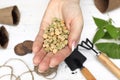 Pea seeds in the hands of a gardener close-up. Spring Vegetable Planting Concept. gardening, planting a house. Man sowing seeds in