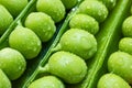 Pea seeds in pods in drops of water close-up, macro photo. Royalty Free Stock Photo