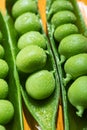 Pea seeds in pods in drops of water close-up, macro photo. Royalty Free Stock Photo