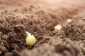 Pea seeds in the soil, macro photo. Royalty Free Stock Photo