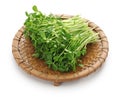 Pea shoots, chinese vegetable Royalty Free Stock Photo