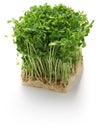 Pea shoots, chinese vegetable