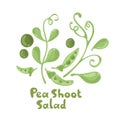 Pea shoots vector vegetable illustration. Pea shoots salad ingredient. Botanical drawing. Farm market product. Isolated