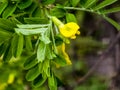 Pea shrub Caragana frutex, Xerophilous plant. Steppe acacia in early spring Royalty Free Stock Photo