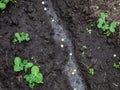 Pea sowing. View of wet soil with dried pea seeds with small sprouts ready to be covered with soil. Planting and growing seedlings Royalty Free Stock Photo