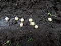 Pea sowing. View of wet soil with dried pea seeds with small sprouts ready to be covered with soil. Planting and growing seedlings Royalty Free Stock Photo