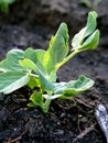 Pea sprout in the garden on the bed Royalty Free Stock Photo