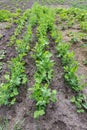 Pea sprouts on the ground Royalty Free Stock Photo