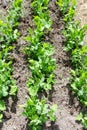 Pea sprouts on the ground Royalty Free Stock Photo