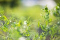 Pea sprouts planted in soil get ripe under sun. Cultivated land close up with sprout. Agriculture plant growing in bed Royalty Free Stock Photo