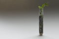 Pea sprouts in test tubes Royalty Free Stock Photo