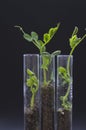 Pea sprouts in test tubes Royalty Free Stock Photo