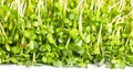 Pea Sprouts Vegetables Frame. Royalty Free Stock Photo