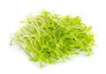 Pea Sprouts on White Background Royalty Free Stock Photo