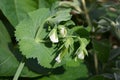 Sugarsnap pea, with pod and flowers Royalty Free Stock Photo